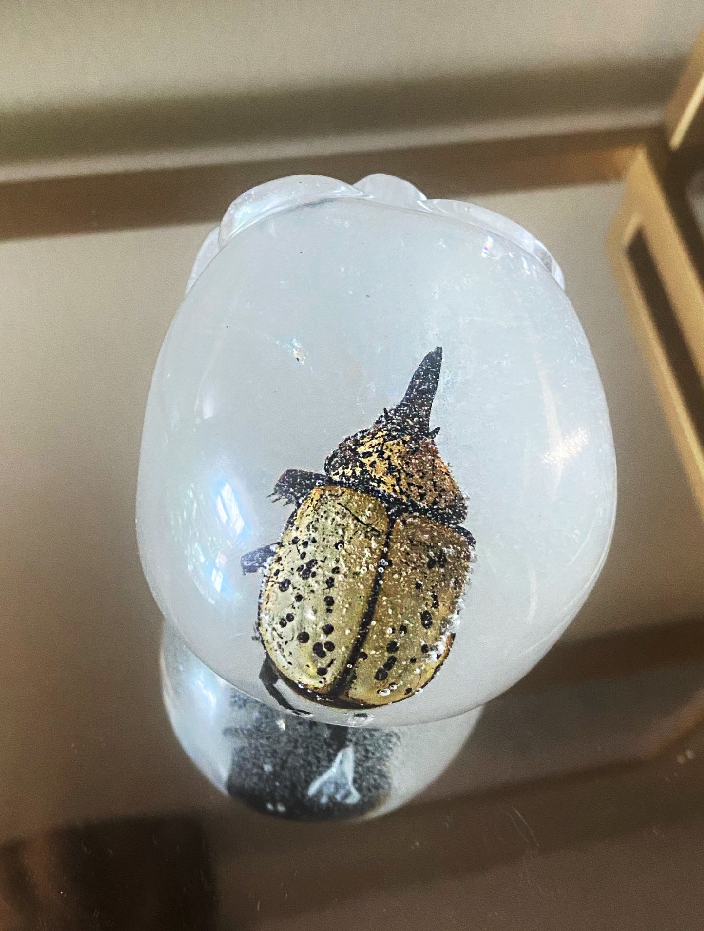 Rhinoceros beetle in resin skull