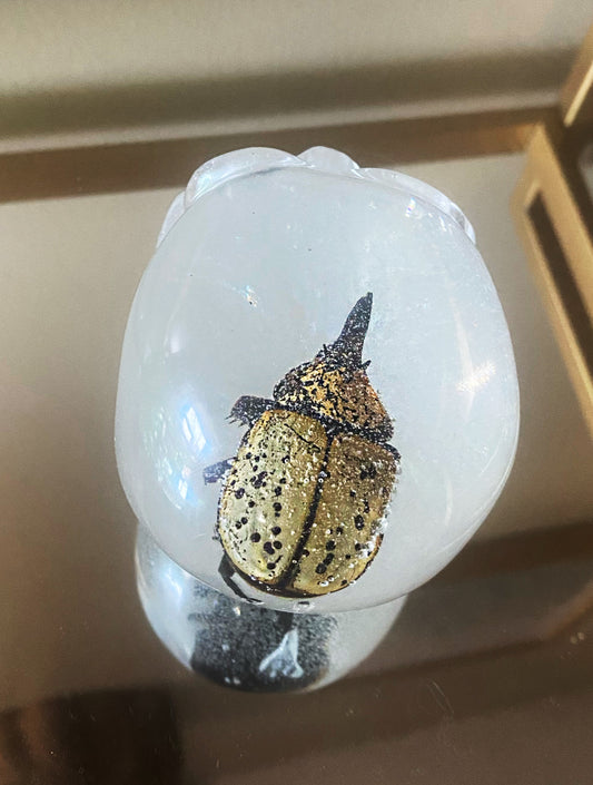 Rhinoceros beetle in resin skull
